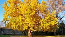 BOSCO di padre Médaille