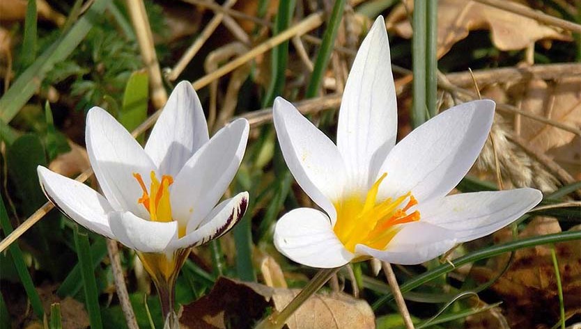 "Riaccendere la speranza", dall'Associazione Speranza