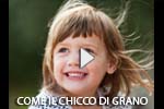 Come il chicco di grano