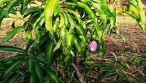 Frutto di mango, maturo - Bosco di padre Médaille
