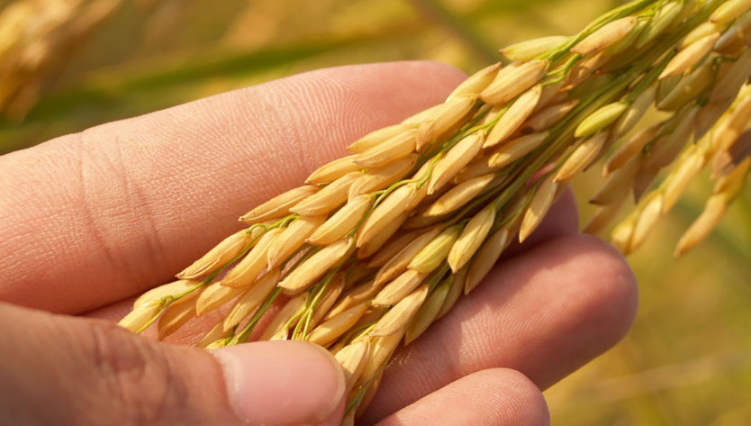 La parabola del grano e della zizzania