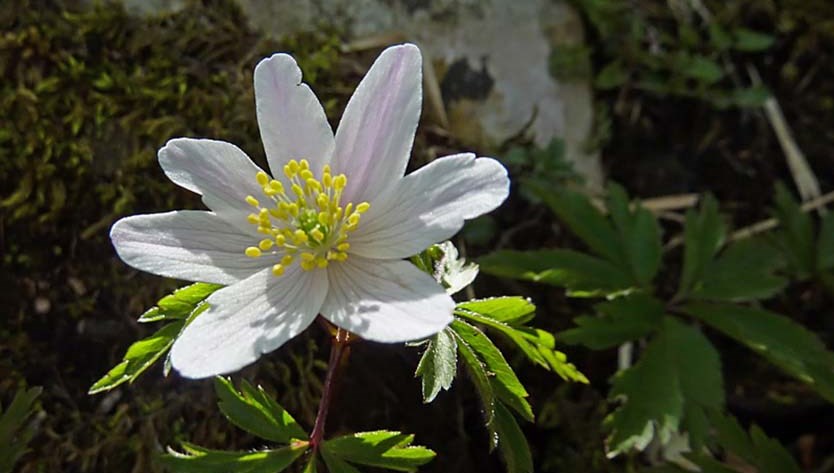 Buona Pasqua, dall'Équipe di Federazione